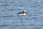 PICTURES/Puffin Express - Boat Tour Around Puffin Island/t_Puffins (29).JPG